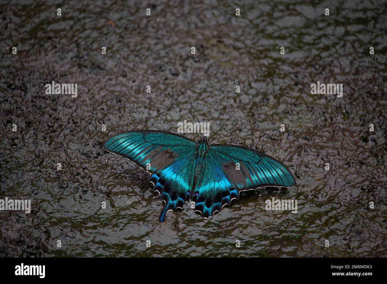 Blauer Schwalbenschwanz-Schmetterling auf dunklem Hintergrund Stockfoto