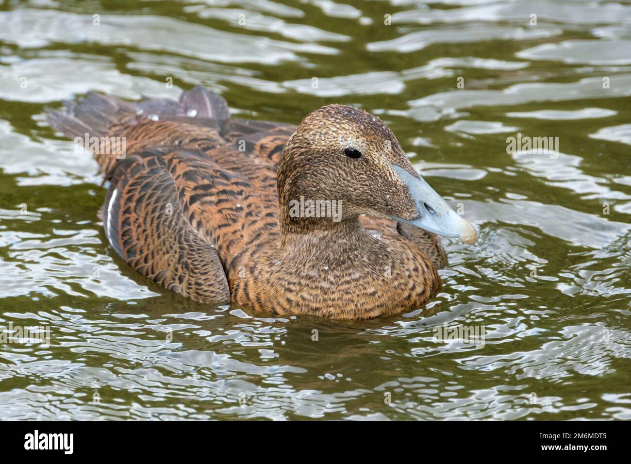 Weibliche Eiderente, somateria mollissima auf dem Wasser Stockfoto