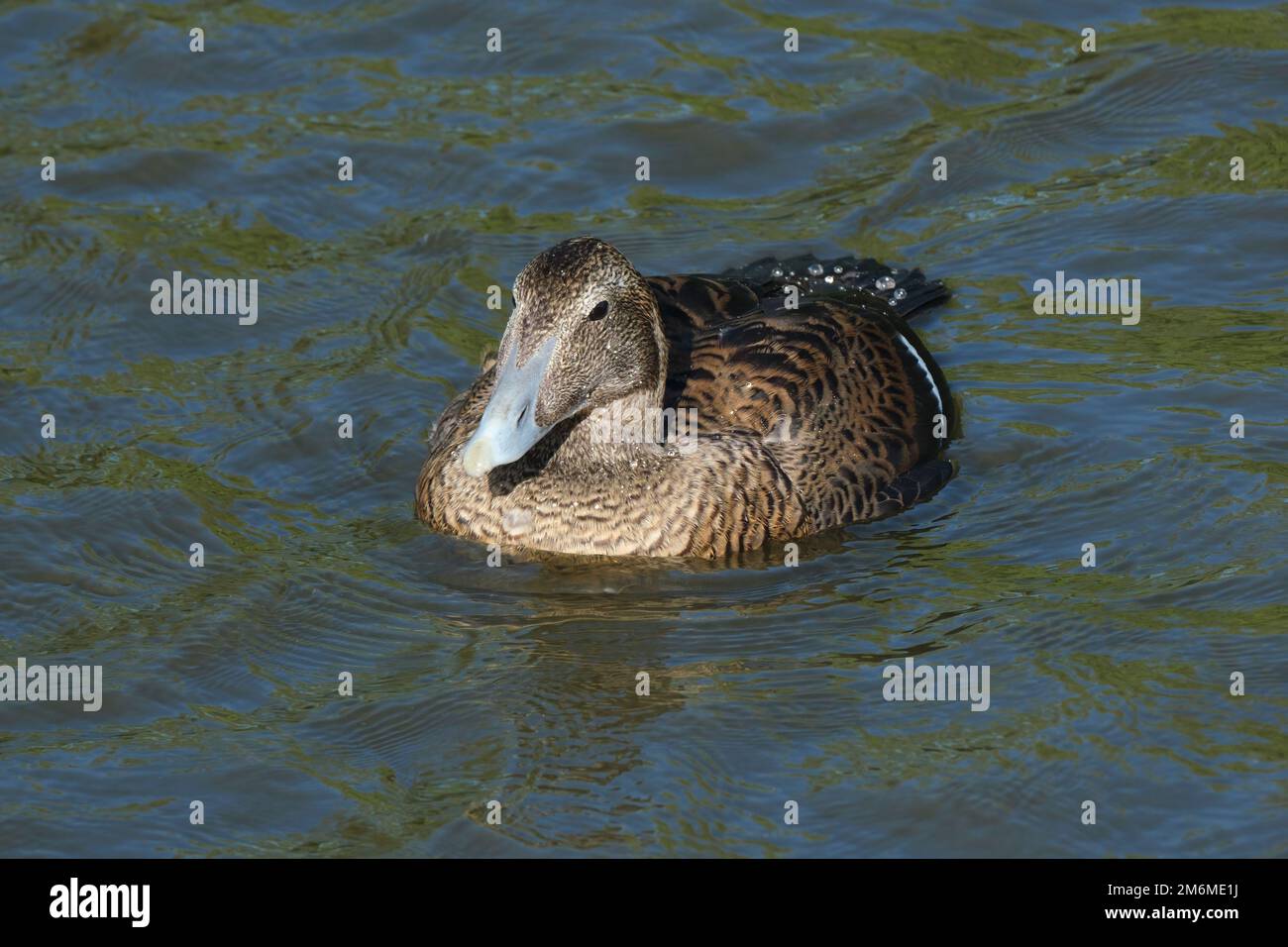 Weibliche Eiderente, somateria mollissima auf dem Wasser Stockfoto