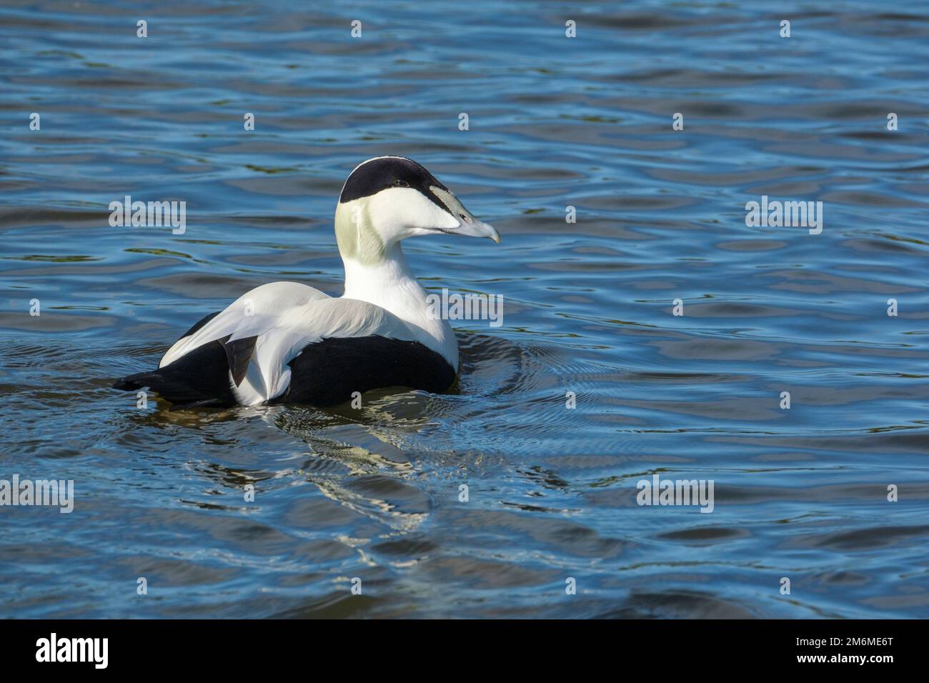 Männliche Eiderente, somateria mollissima auf dem Wasser Stockfoto
