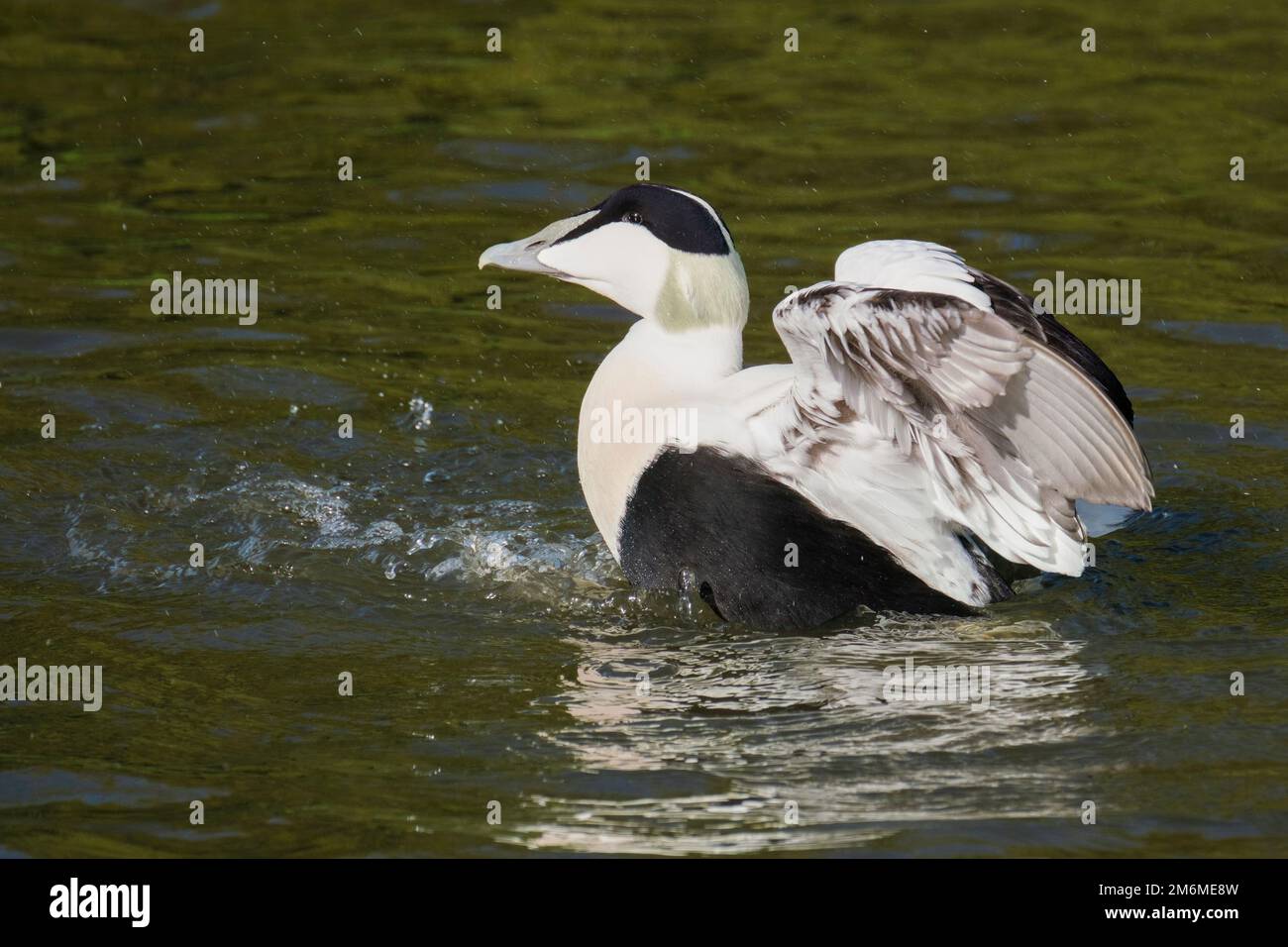 Männliche Eiderente, somateria mollissima auf dem Wasser, das seine Flügel flattert Stockfoto