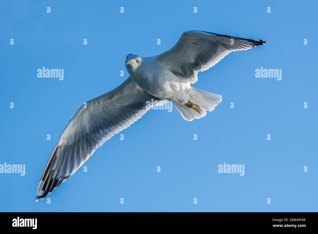 Gelbbeinmöwe, Larus michahellis, fliegt nahe der Küste von Tarragona, Katalonien, Spanien Stockfoto