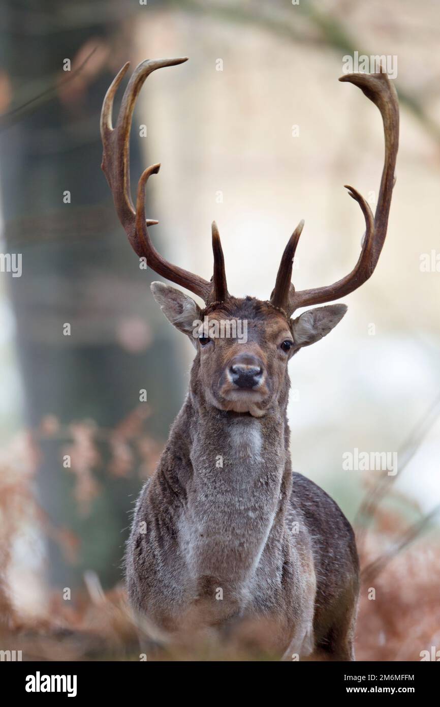 Schwarzhirsch-Buck im Porträt Stockfoto