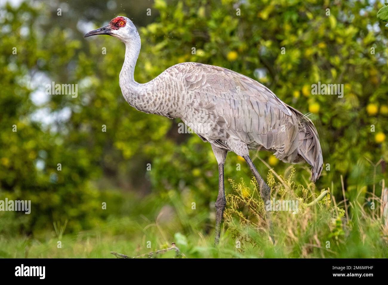 Sandhill Crane (Grus canadensis) wandert durch einen Orangenhain am Showcase of Citrus in Clermont, Florida, südwestlich von Orlando. (USA) Stockfoto