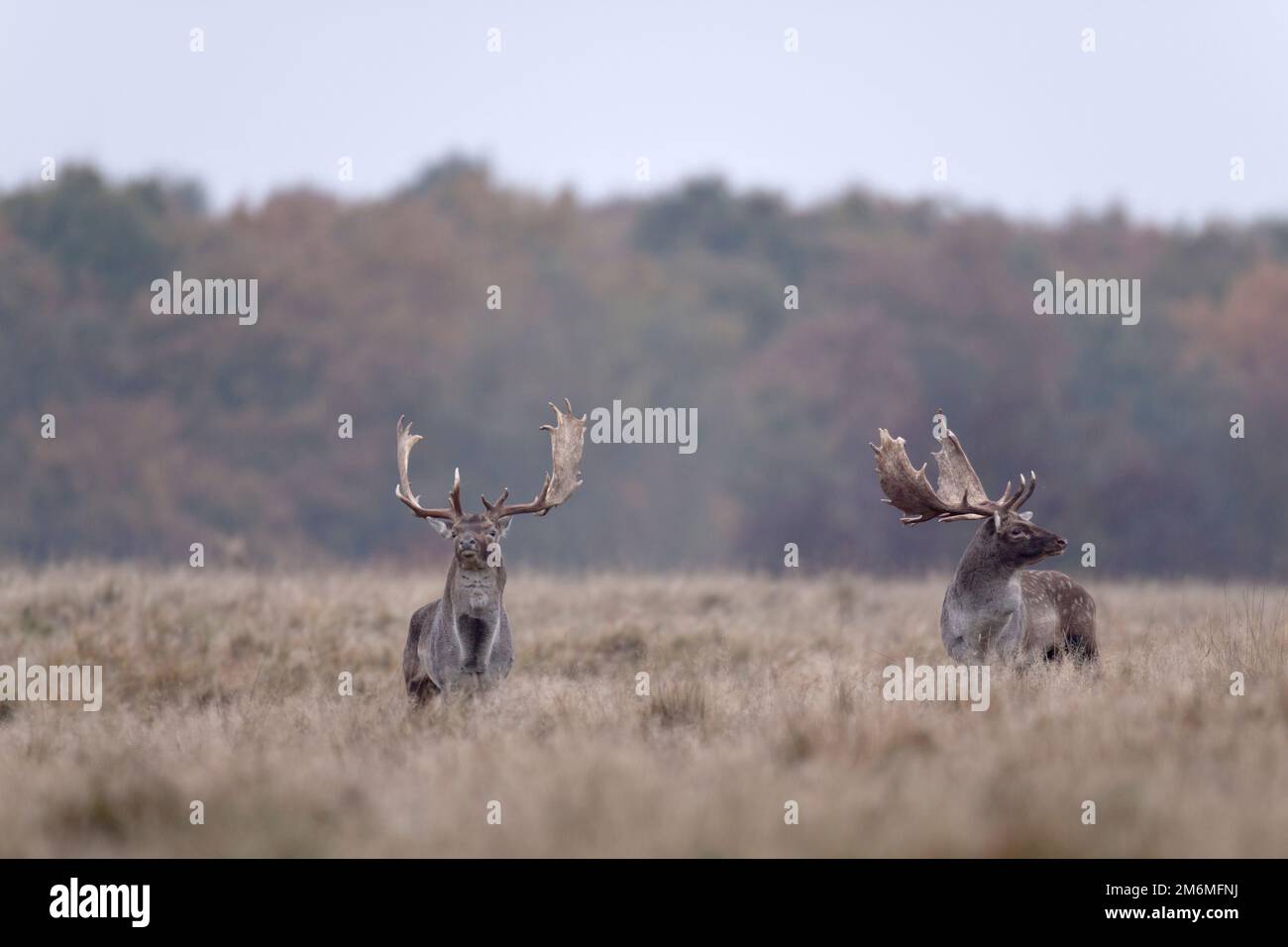 Damwild Dollar kämpfen Stockfoto