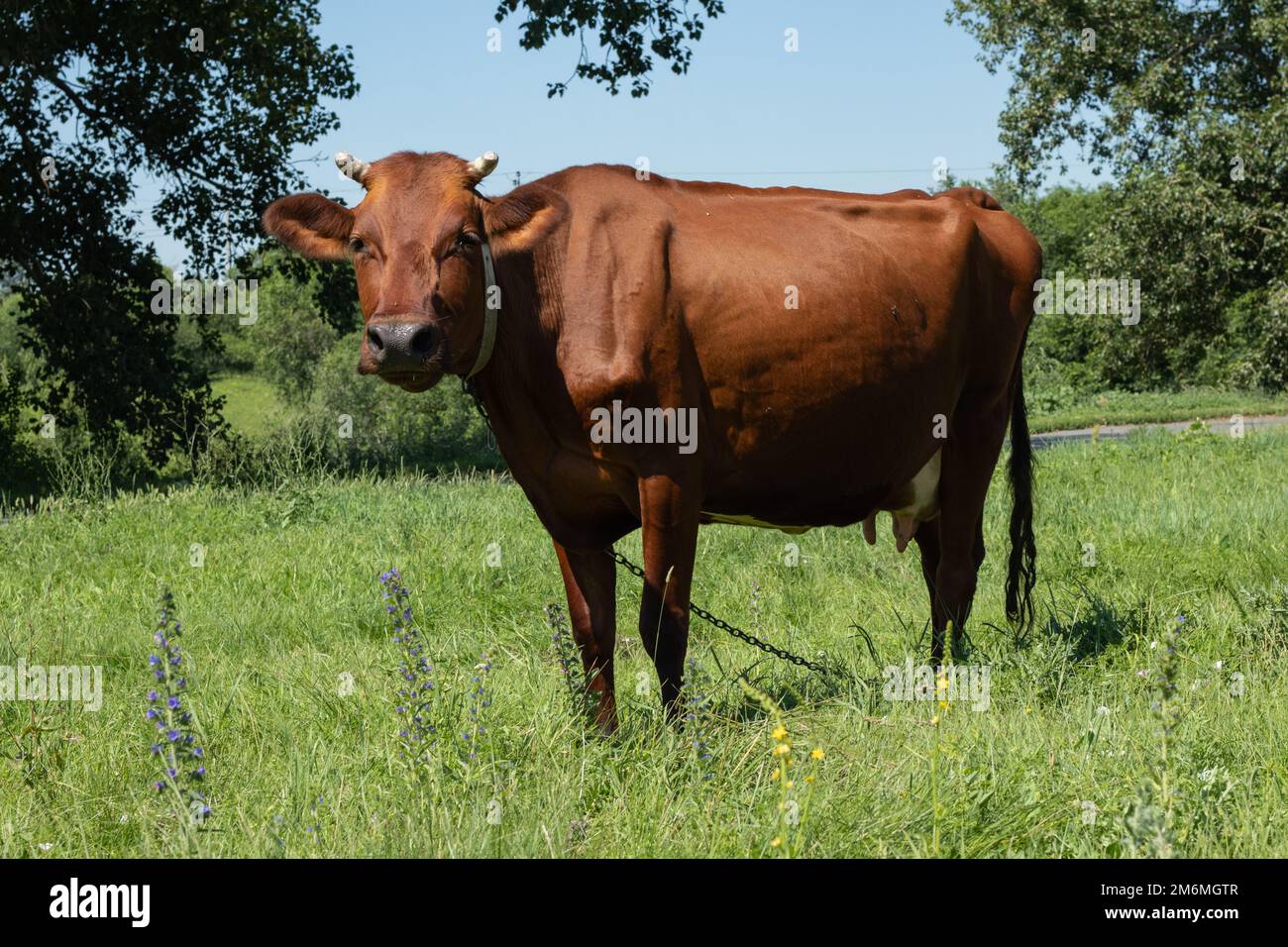 Braune Kuh auf einer Kette gräbt auf dem Gras Stockfoto