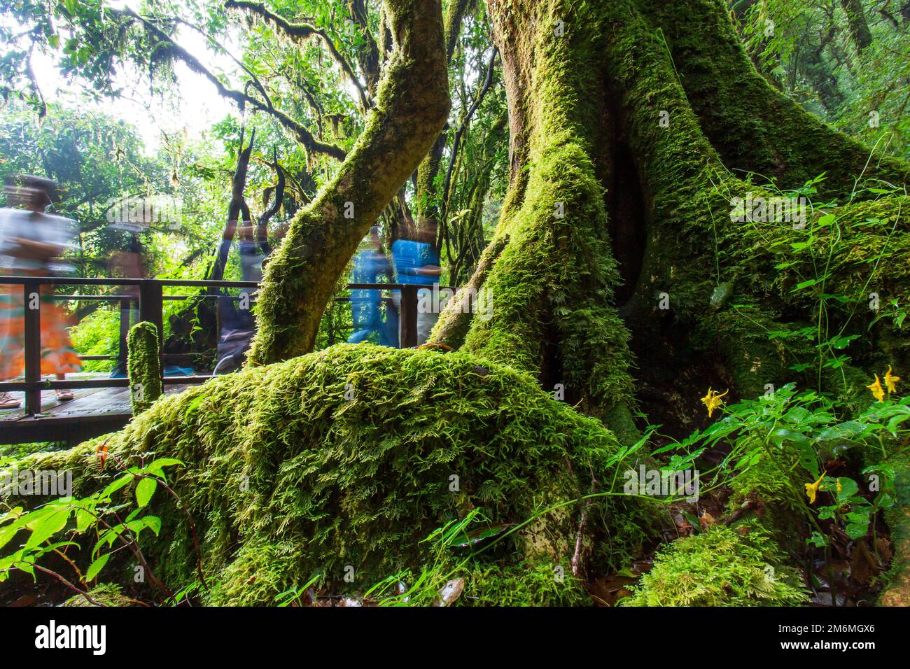 Touristen gehen auf der Promenade vorbei an dem großen Baum und blühen Impatiens longiloba Craib Blumen in der Nähe der Wurzeln. Nebelwald, Doi Inthanon Nationalpark. Stockfoto