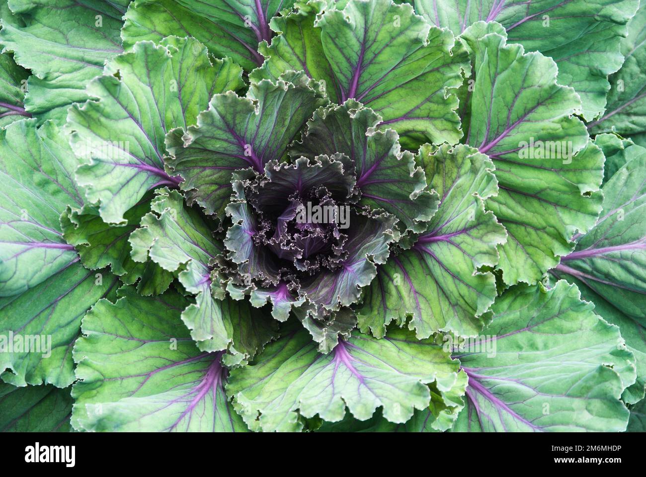 Zierkohl, Grünkohl im Garten Stockfoto