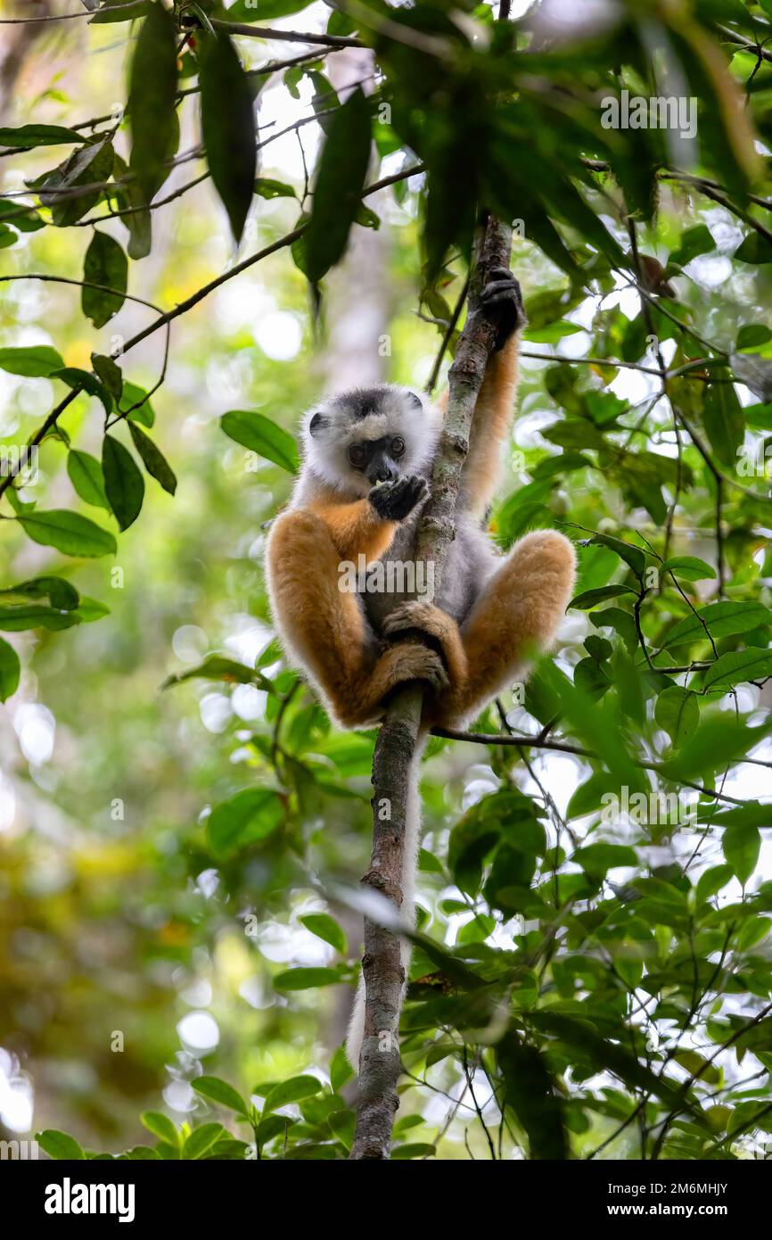 Farbenfrohe, diademierte Sifaka Lemur, (Propithecus diadema) gefährdetes endemisches Tier auf dem Boden und Fütterung im Regenwald, Andasibe-Mantadia Nationalpark- Stockfoto