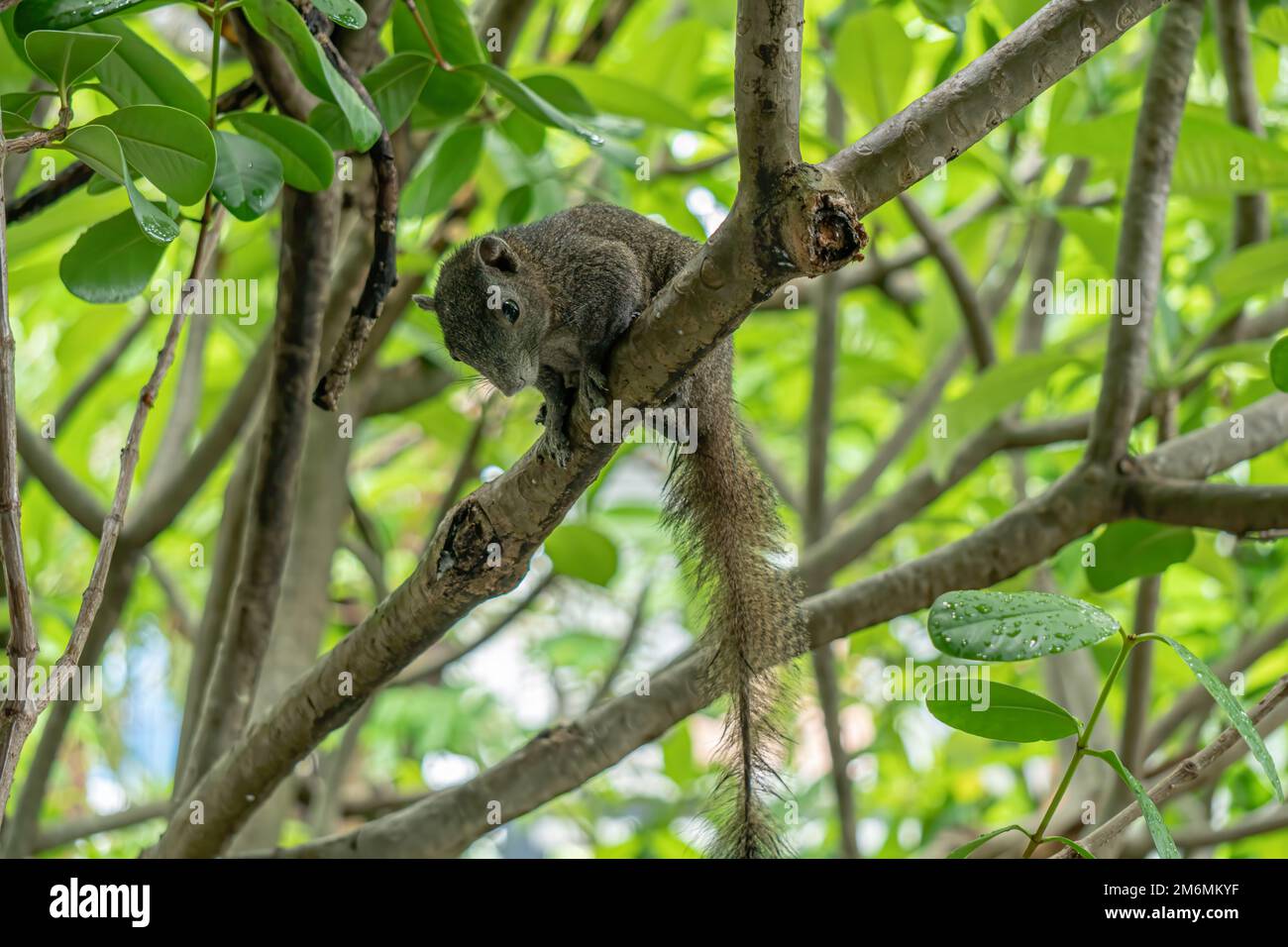 Das braune Gleithörnchen liegt am Frangipani-Baum. Es freut sich. Stockfoto