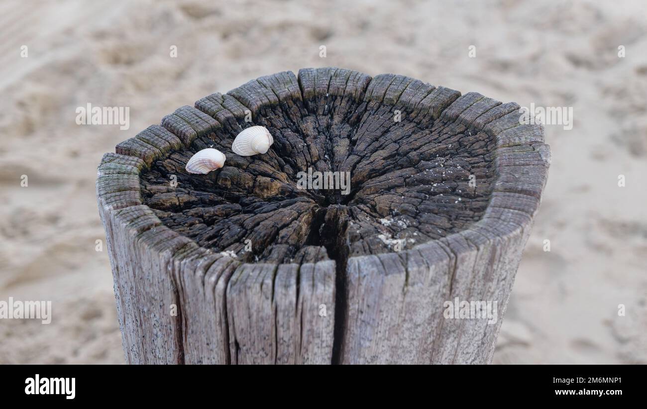 Nahaufnahme der Groynen am Sandstrand am Meer aus verwitterten Holzstapeln in der schwachen Morgensonne im Winter Stockfoto