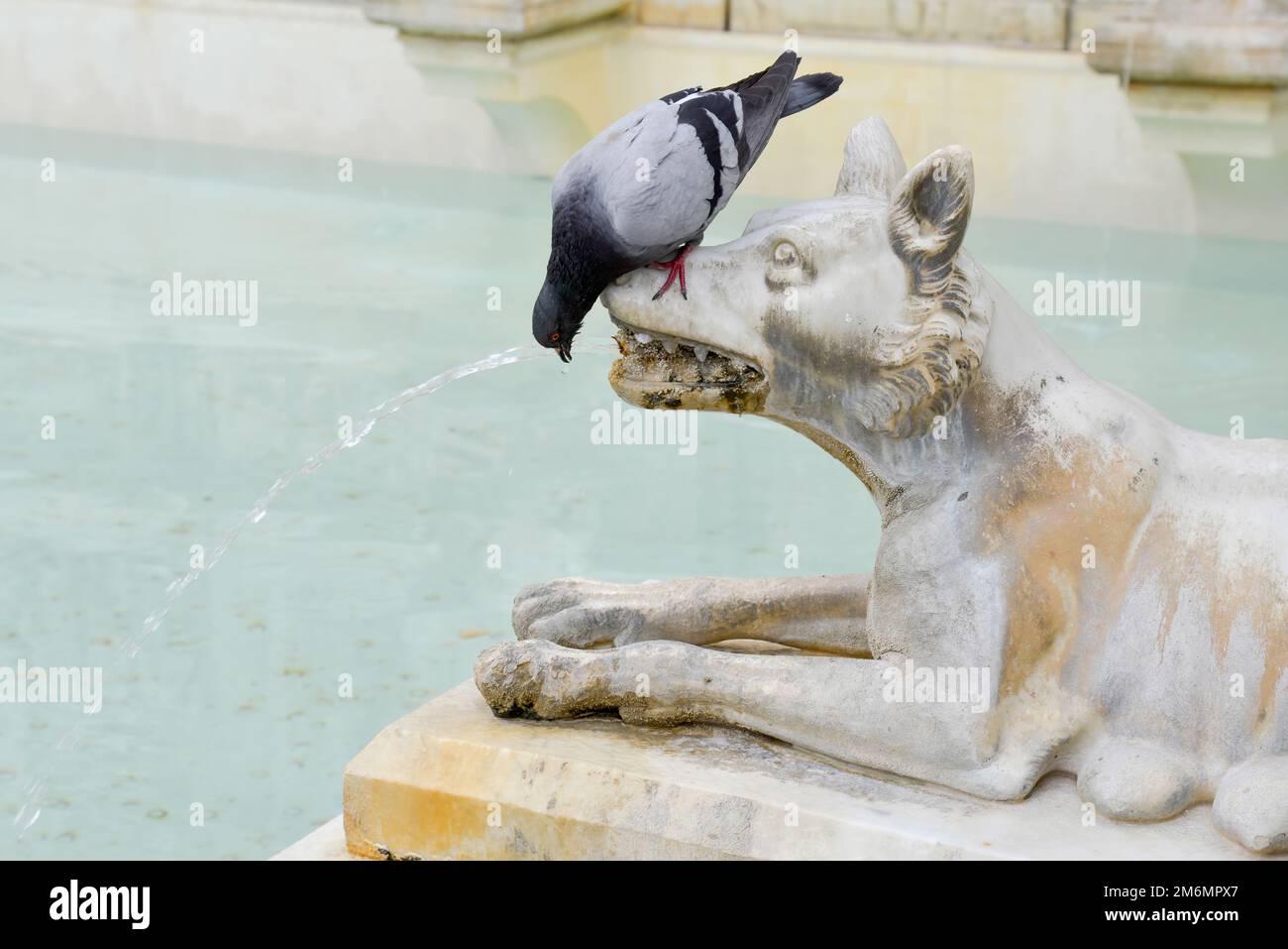 SIENA, TOSKANA, ITALIEN - 18. MAI : Taube, die am 18. Mai 2013 auf dem Hauptplatz von Siena in Italien aus dem Mund eines Wolfs trinkt Stockfoto