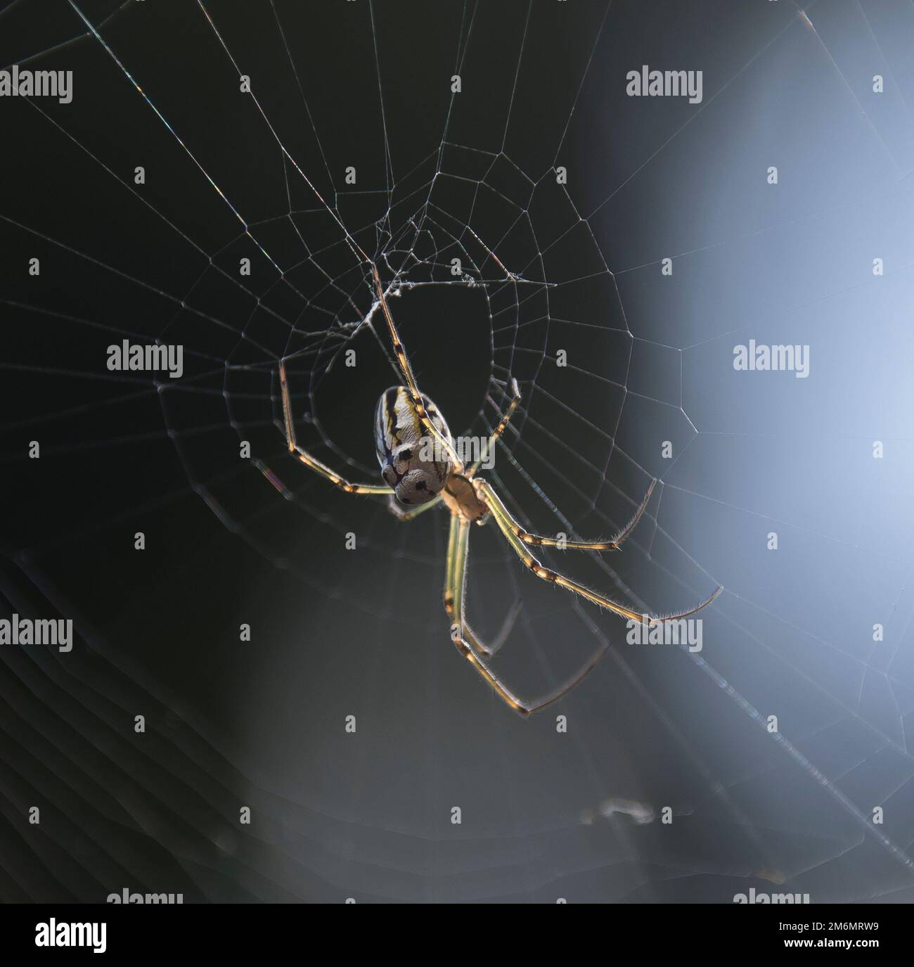 Australian Silver Orb Weaver Spinne (Silberne Kamelspinne), Leucauge granulata, in ihrem Netz in einem Queensland Garten. Lange grüne Beine. Stockfoto