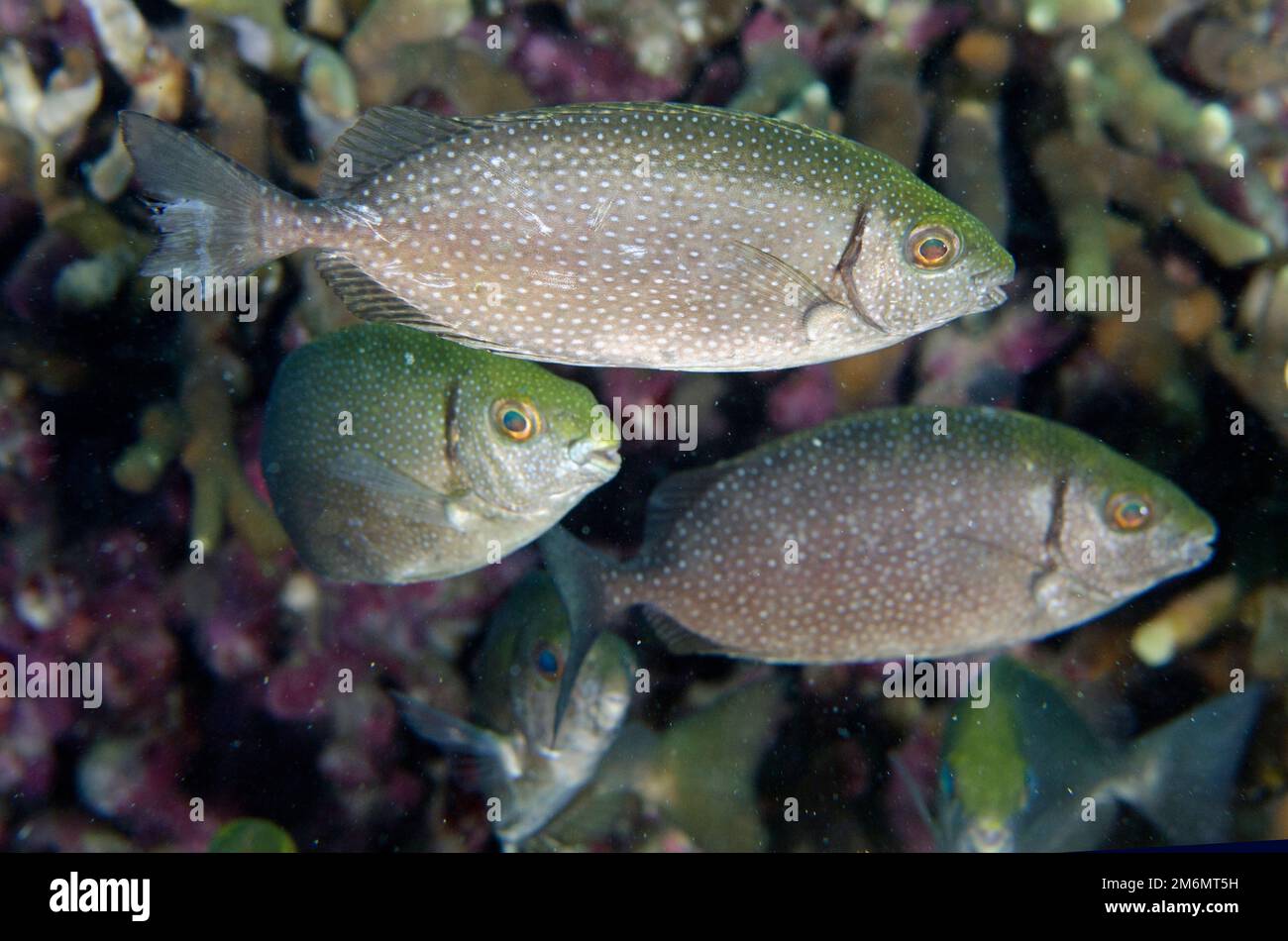 Schule des Weißfleckenrabbins, Siganus canaliculatus, Post 1 Tauchplatz, Menjangan Insel, Buleleng, Bali, Indonesien Stockfoto