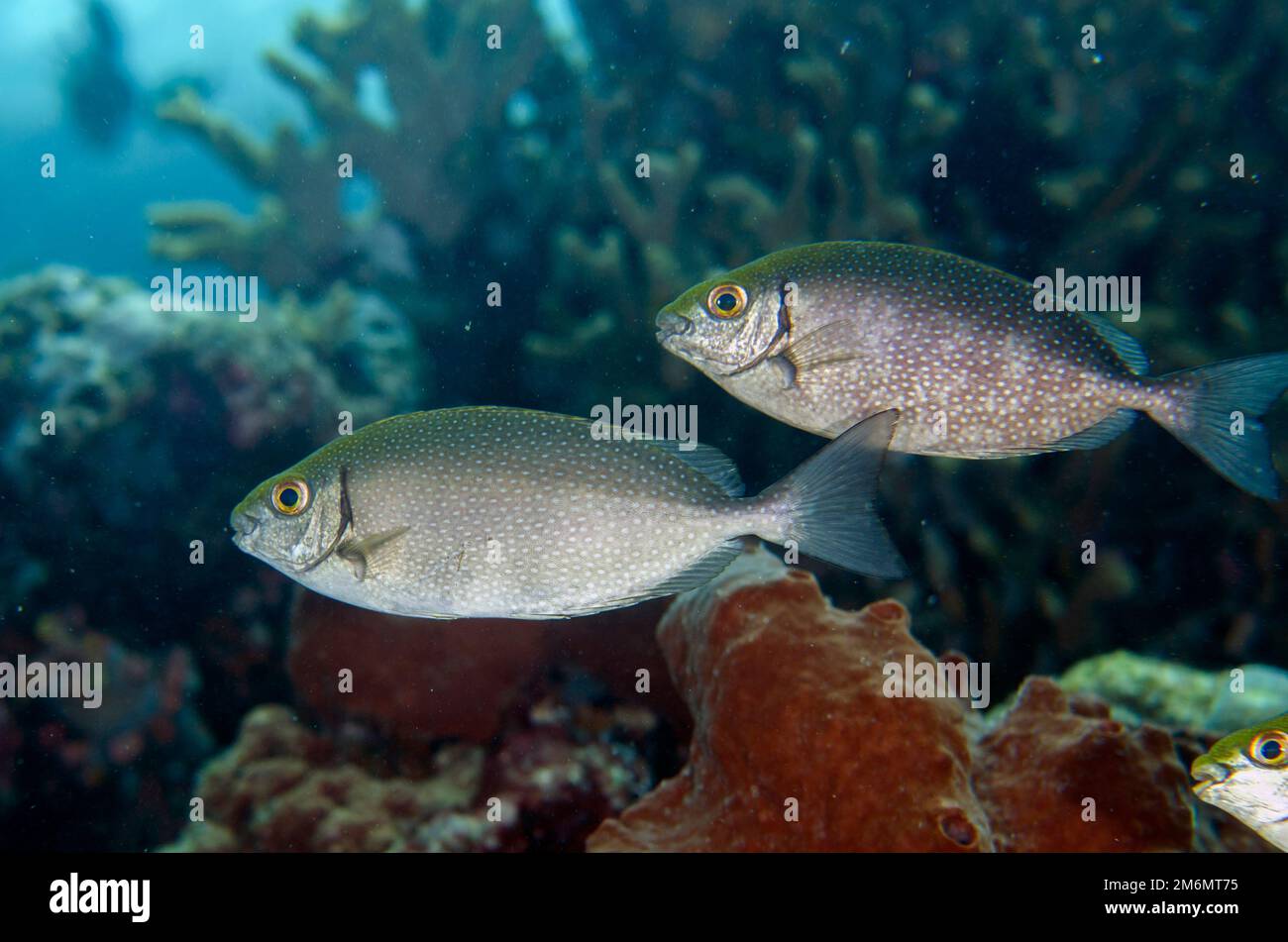 Ein Paar WeißfleckenRabbitfish, Siganus canaliculatus, Post 1 Tauchplatz, Menjangan Island, Buleleng, Bali, Indonesien Stockfoto