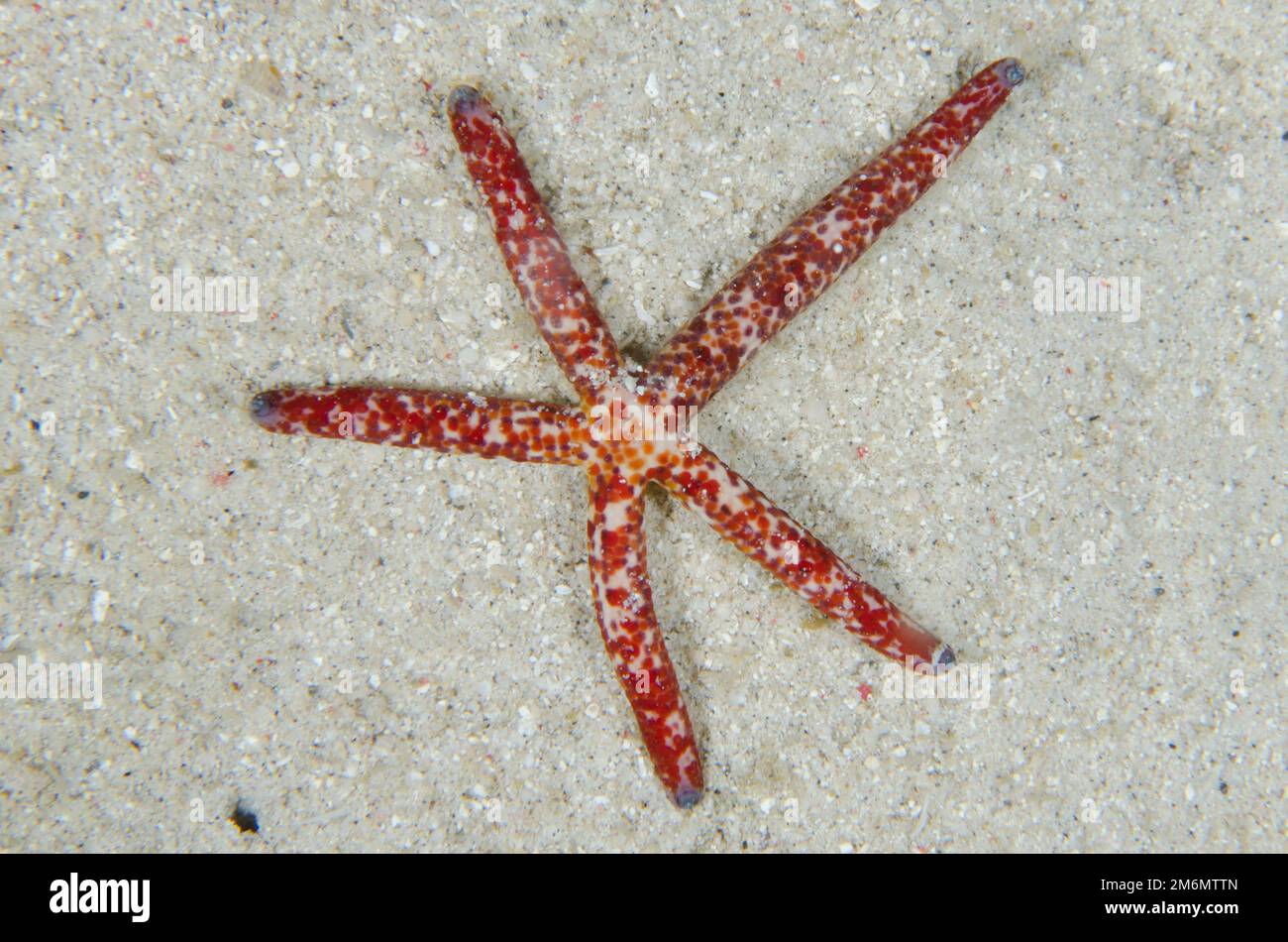 Multipore Sea Star, Linckia Multifor, auf Sand, Nachttauchen, Hausriff des NusaBay Menjangan Hotels, West Bali Nationalpark, in der Nähe Menjangan Island, Bulelen Stockfoto