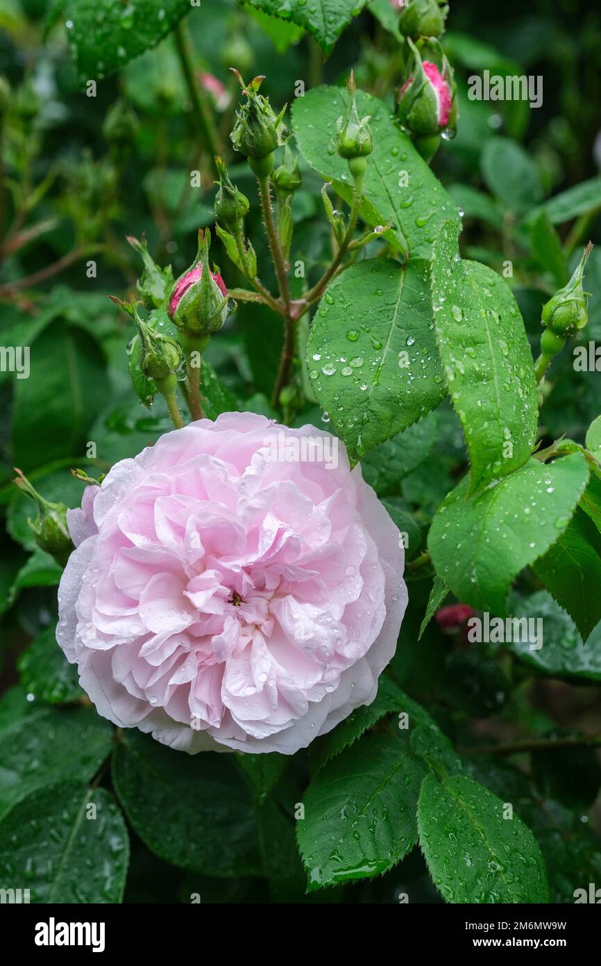 Rosa Fantin-Latour, Rose Fantin-Latour, Centifolia Hybrid Rose, mittelgroßer Strauch mit vollständig doppelten, flachen rosa Blumen Stockfoto