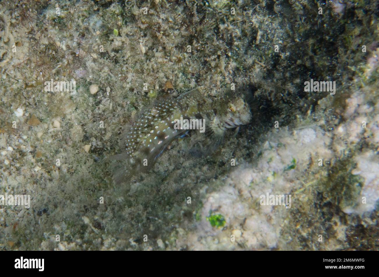 Fowler's Rockskipper, Litobranchus fowleri, NusaBay Menjangan Hotel House Reef, West Bali National Park, nahe Menjangan Island, Buleleng, Bali, Indone Stockfoto