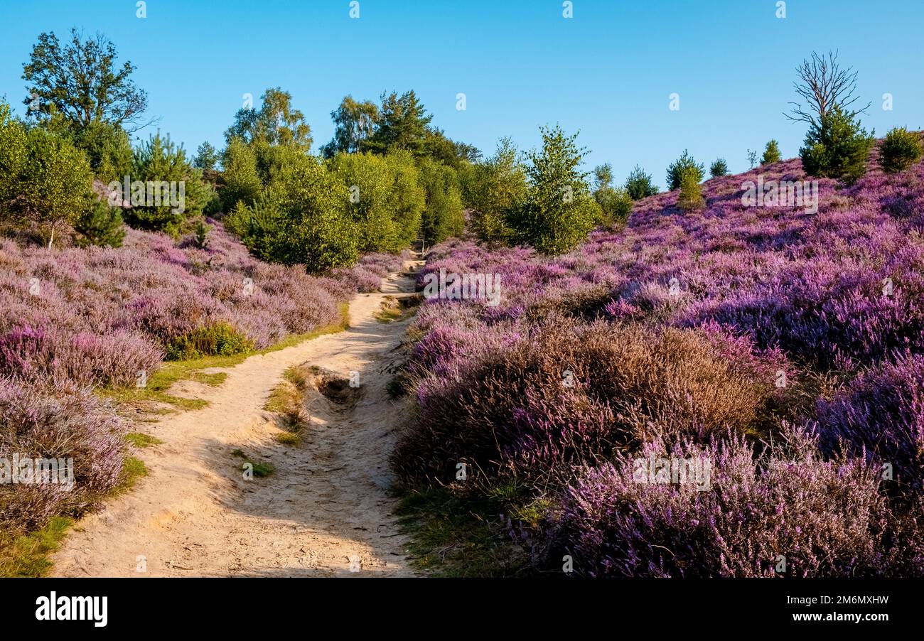 Posbank Nationalpark Veluwe, purpurrosa Heidekraut in Blüte, blühende Heizung auf dem Veluwe Stockfoto