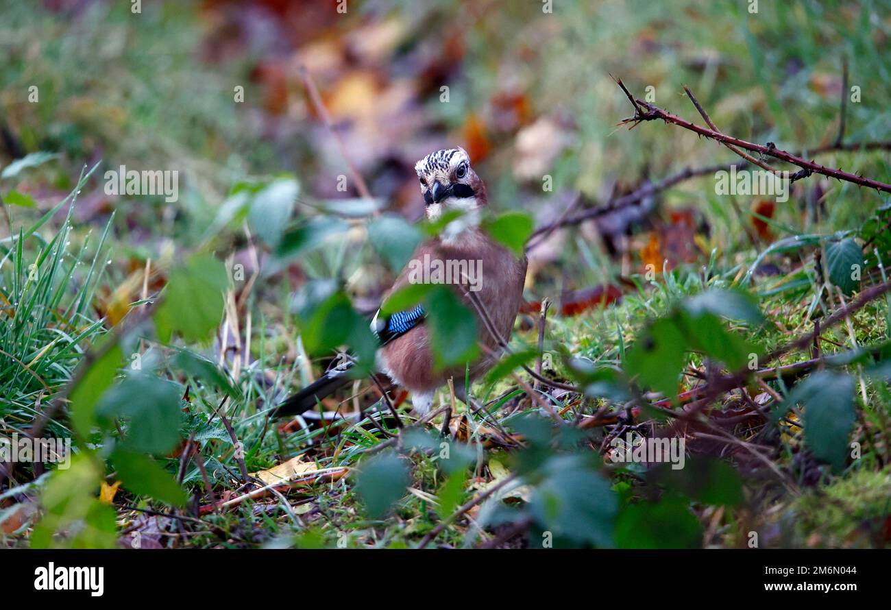 Eurasian jay, der Nüsse in den Wäldern zwischenspeichert Stockfoto