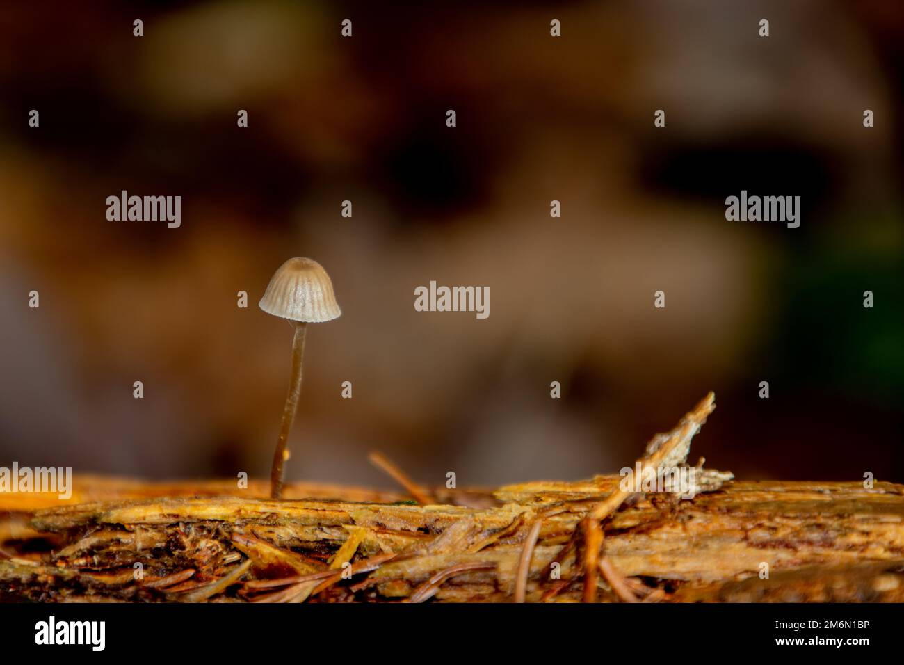 Einzelner magischer Pilz, der auf einem Stück Holz mit Kopierraum wächst Stockfoto