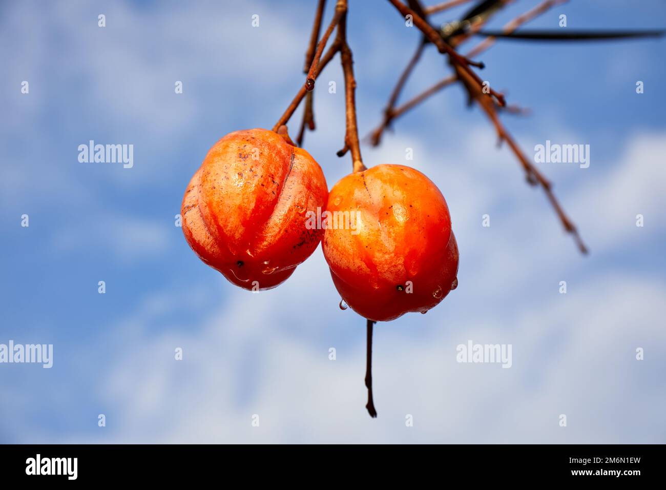 Japanische Persimonen (Diospyros kaki) oder Kakioblätter; Izumo, Japan Stockfoto