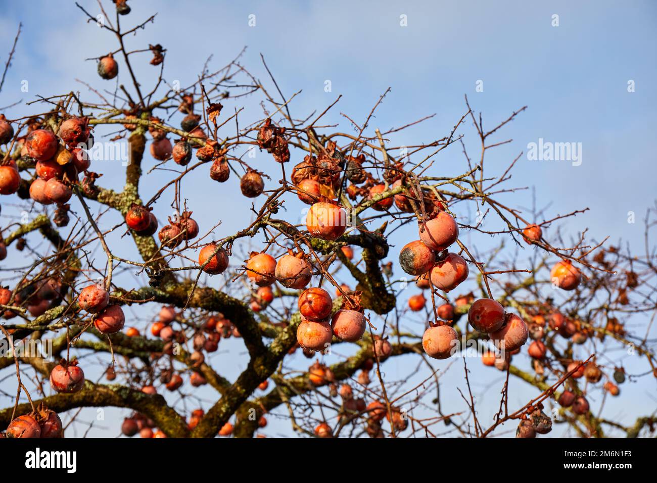 Japanische Persimone (Diospyros kaki) im Winter; Izumo, Japan Stockfoto