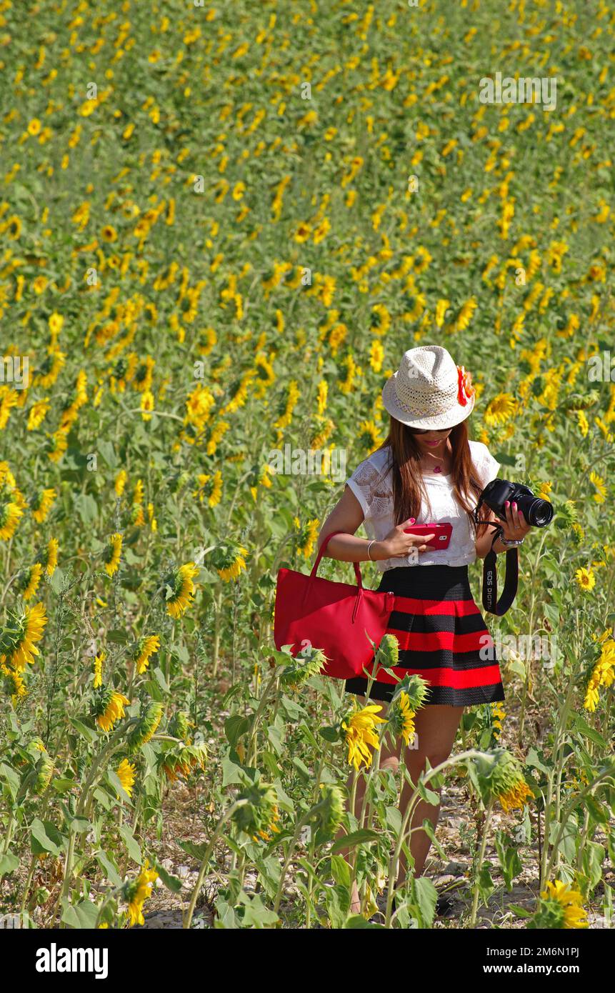 Frankreich. Alpes de Haute Provence (04) chinesischer Tourist in der Nähe von Sonnenblumen auf dem Plateau von Valensole Stockfoto