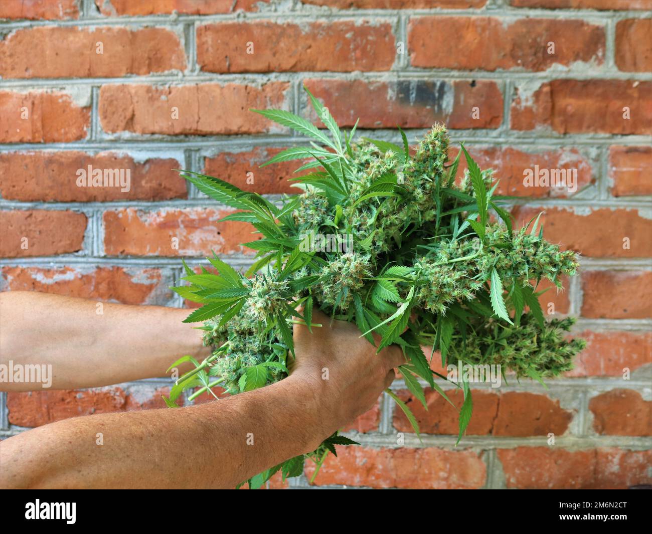 Die Hände der Person halten einen Strauß reifer Cannabisspitzen gegen eine Ziegelwand als Symbol des cbd-Lebensstils, reifes Marihuana in menschlichen Händen Stockfoto