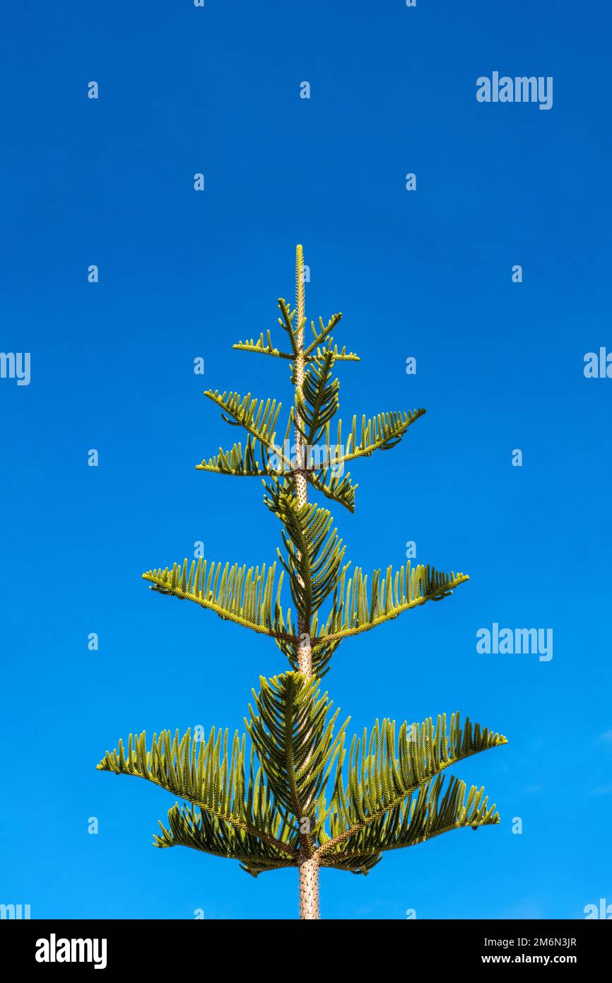 Araucaria araucana, Norfolkinsel Kiefer, Affenpuzzle Baum, chilenische Kiefer vor blauem Himmel. Naturpark Garraf in Katalonien, Spanien Stockfoto