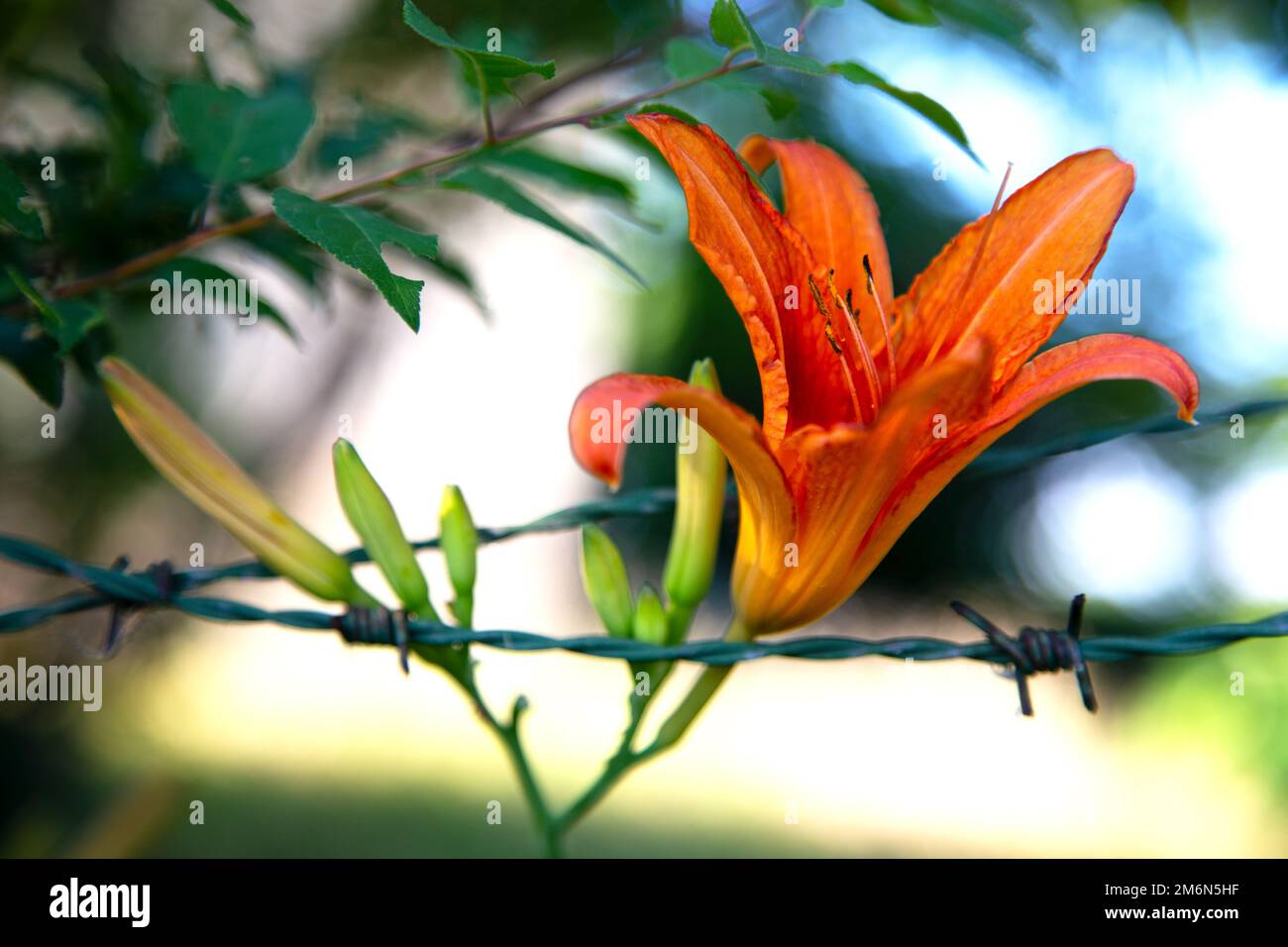 Rote Lilienblüte Hemerocallis fulva Stockfoto