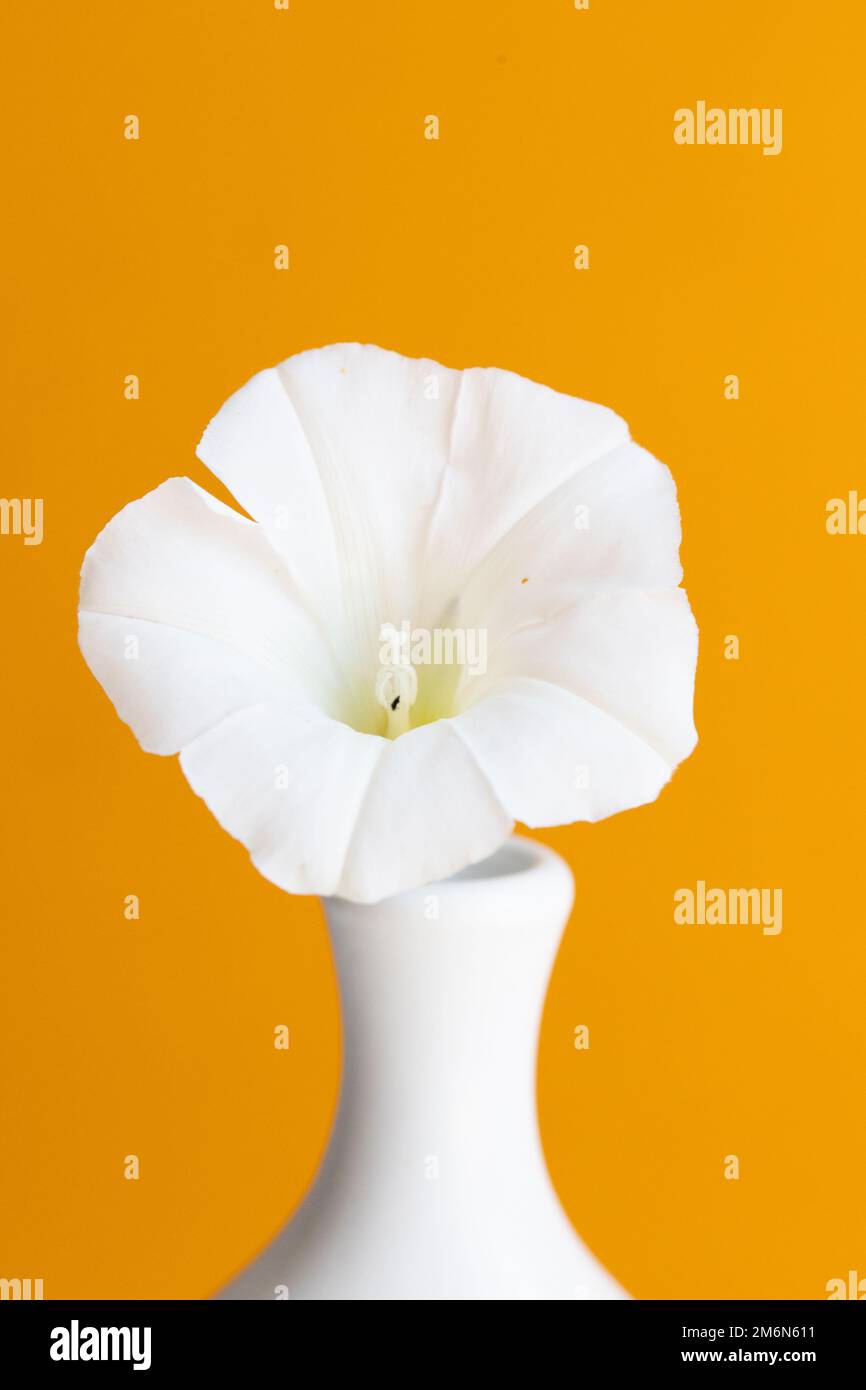 Weiße Vase und weiße Blume auf gelbem Hintergrund Stockfoto