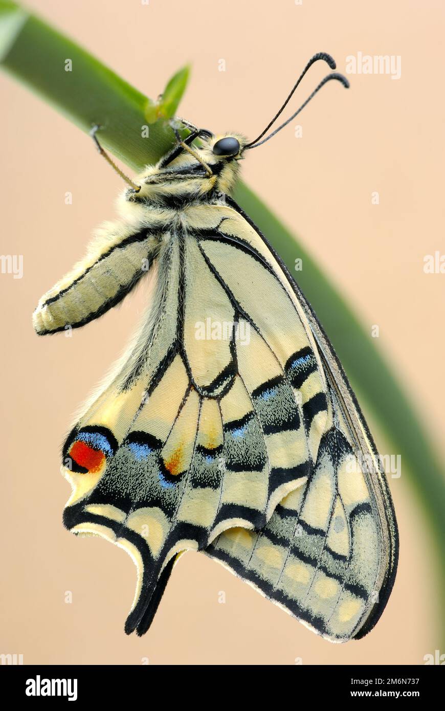 Heller großer Schmetterlingsschwanzschwalbenschwanz Stockfoto