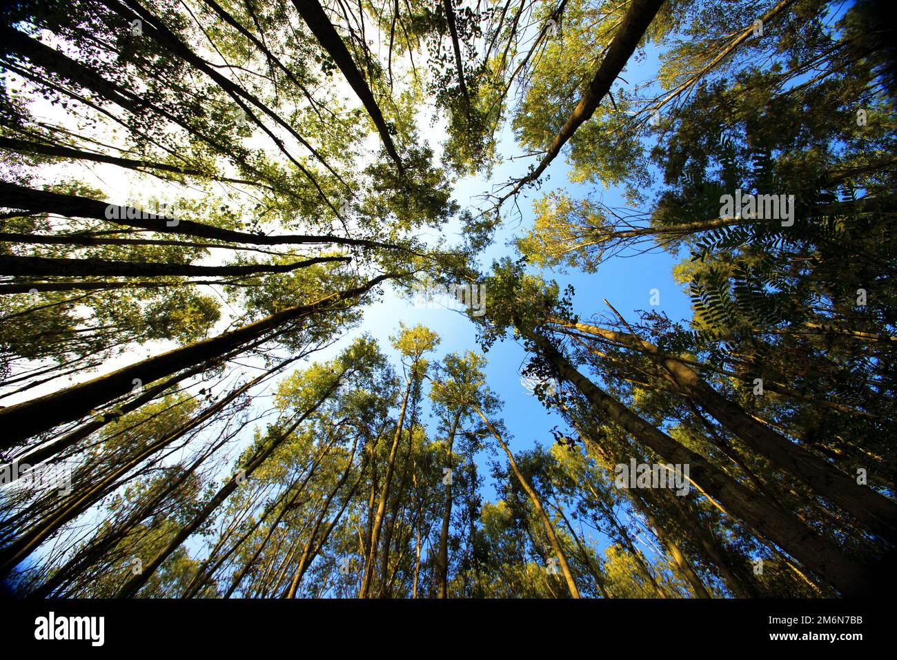 Wald von unten gesehen Stockfoto