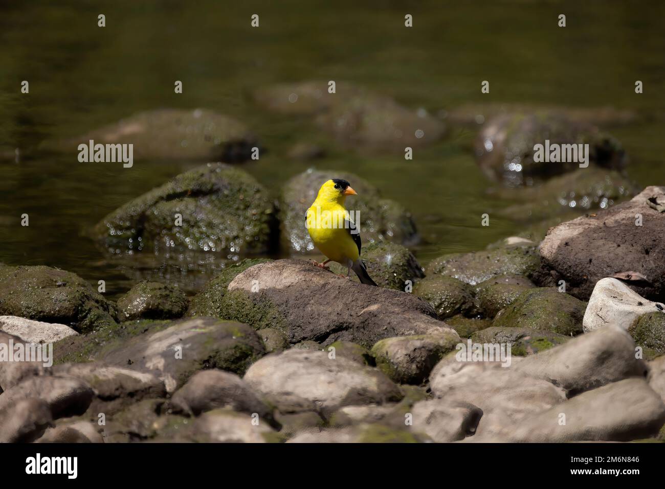Der amerikanische Goldfink - weiblich (Spinus tristis). Stockfoto