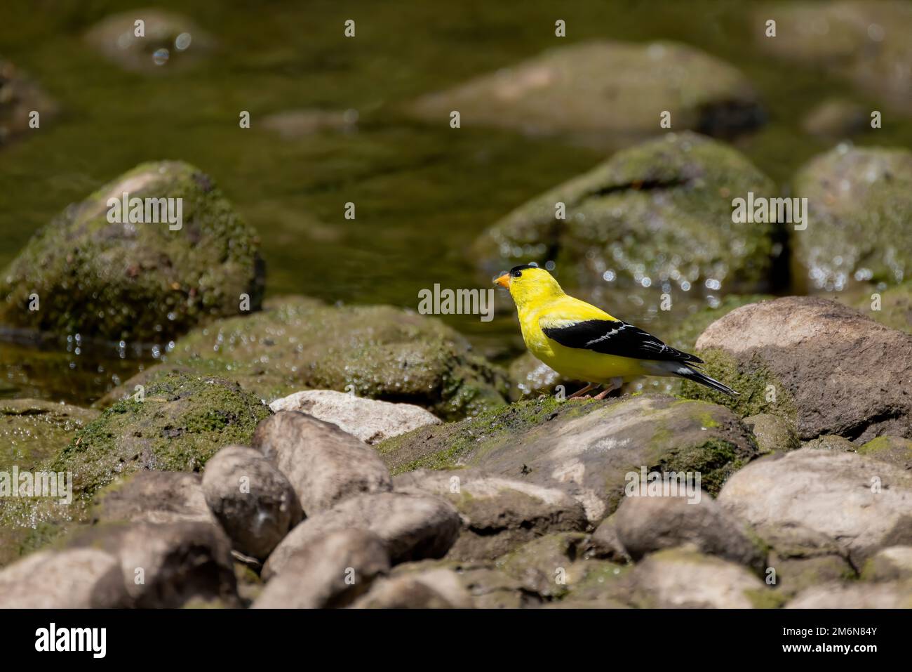 Der amerikanische Goldfink - weiblich (Spinus tristis). Stockfoto