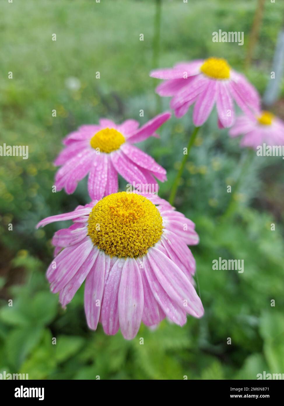 Schöne Blume aus rosa Echinacea kurativ Nahaufnahme. Hochwertiges Foto Stockfoto