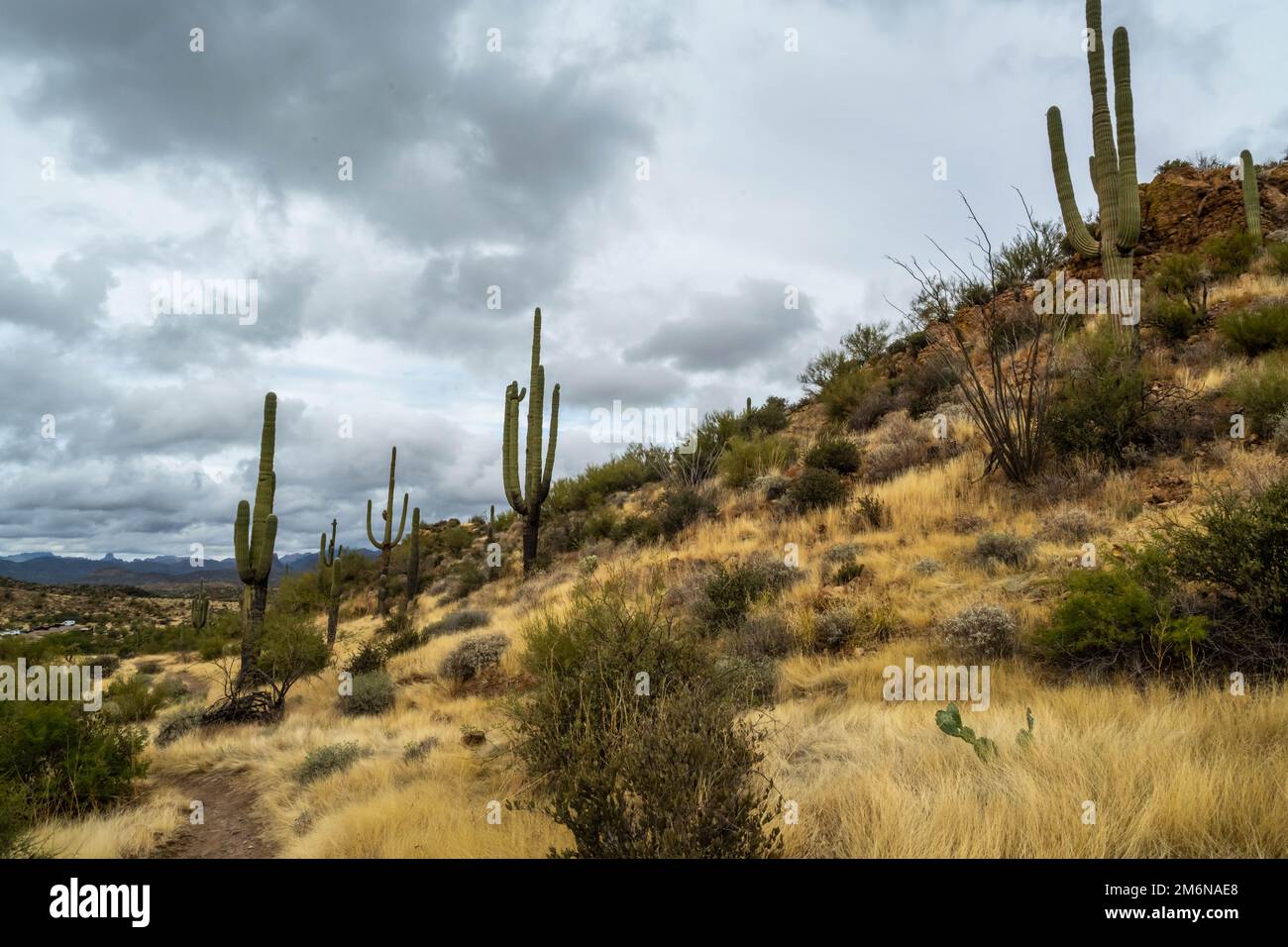Ein Blick auf Tonto National Forest, Arizona Stockfoto