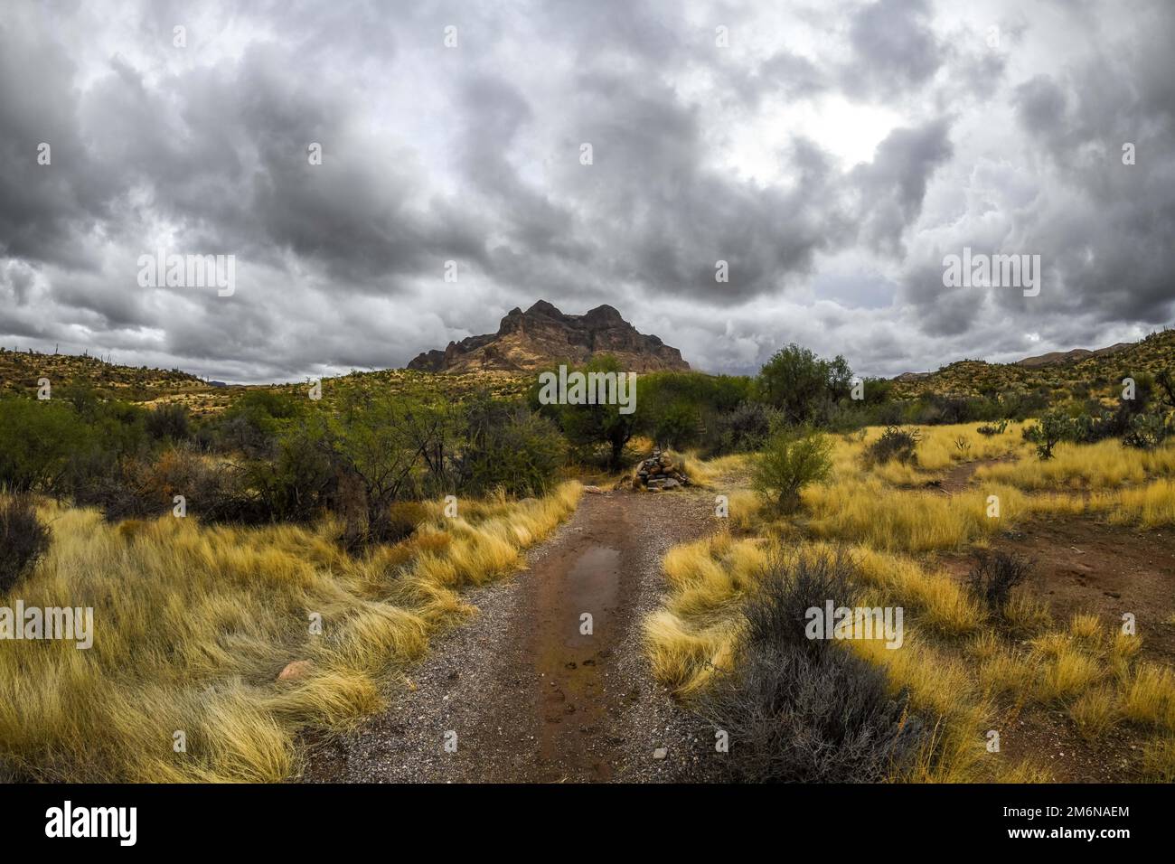 Ein Blick auf Tonto National Forest, Arizona Stockfoto