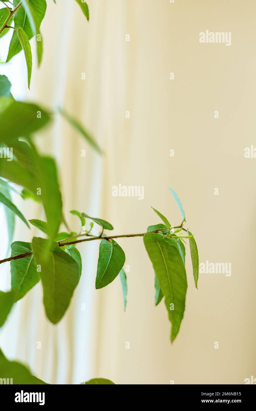 Frische grüne Blätter erscheinen auf den Pflanzen Stockfoto