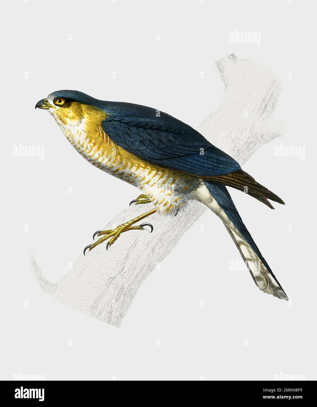 Eurasischer Sperber (Accipiter nisus), illustriert von Charles Dessalines D'Orbigny (1806-1876). Digitale Erweiterung unserer eigenen Ausgabe von Dictio aus dem Jahr 1892 Stock Vektor