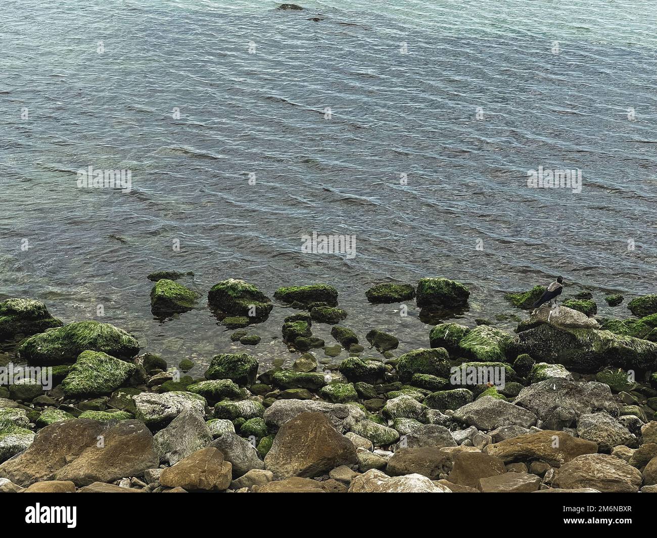 Natürlicher Hintergrund mit Wasser und Moossteinen. Stockfoto