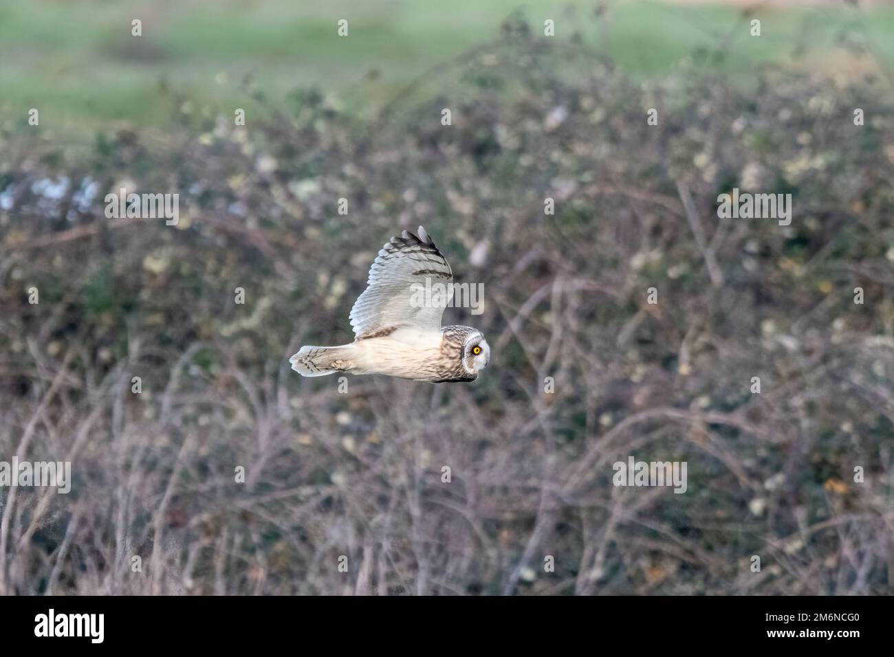 Kurzohr-Eule (ASIO flammeus) auf der Jagd im Farlington Marshes Nature Reserve in Hampshire, England, im Winter Stockfoto