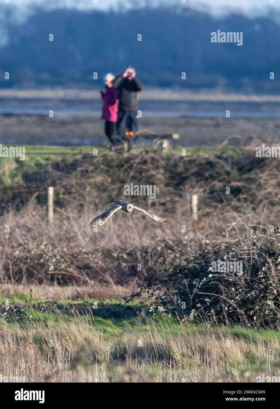 Vogelbeobachter beobachten im Winter eine kurzohrige Eule (ASIO flammeus) bei der Flugjagd im Farlington Marshes Nature Reserve, Hampshire, England, Großbritannien Stockfoto