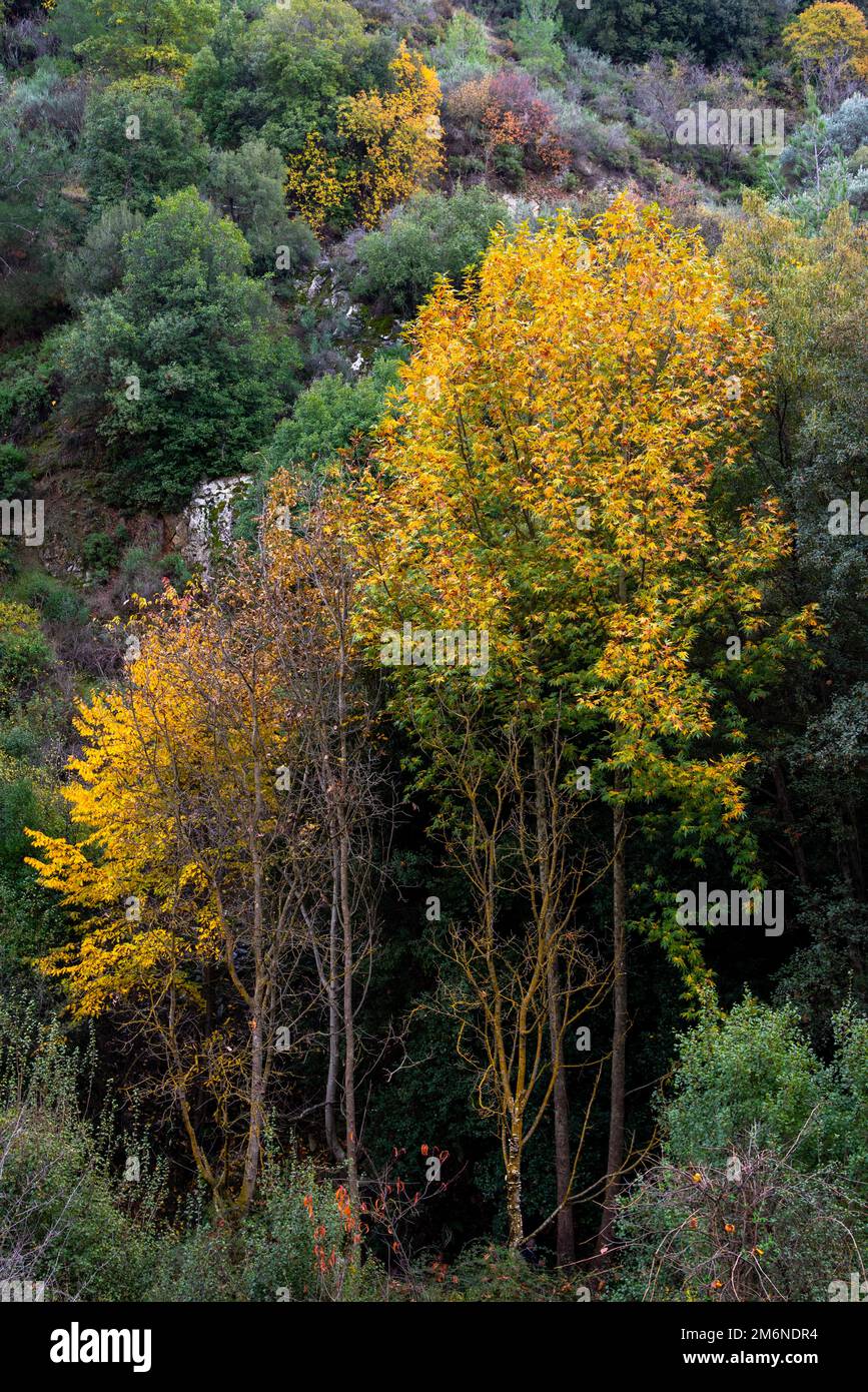 Gelbe Ahornbäume in der herbstlichen Berglandschaft Stockfoto