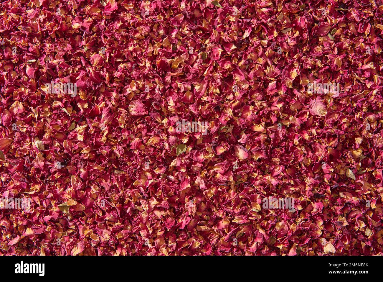 Rosafarbene, getrocknete Rosenblätter als Hintergrund. Stockfoto
