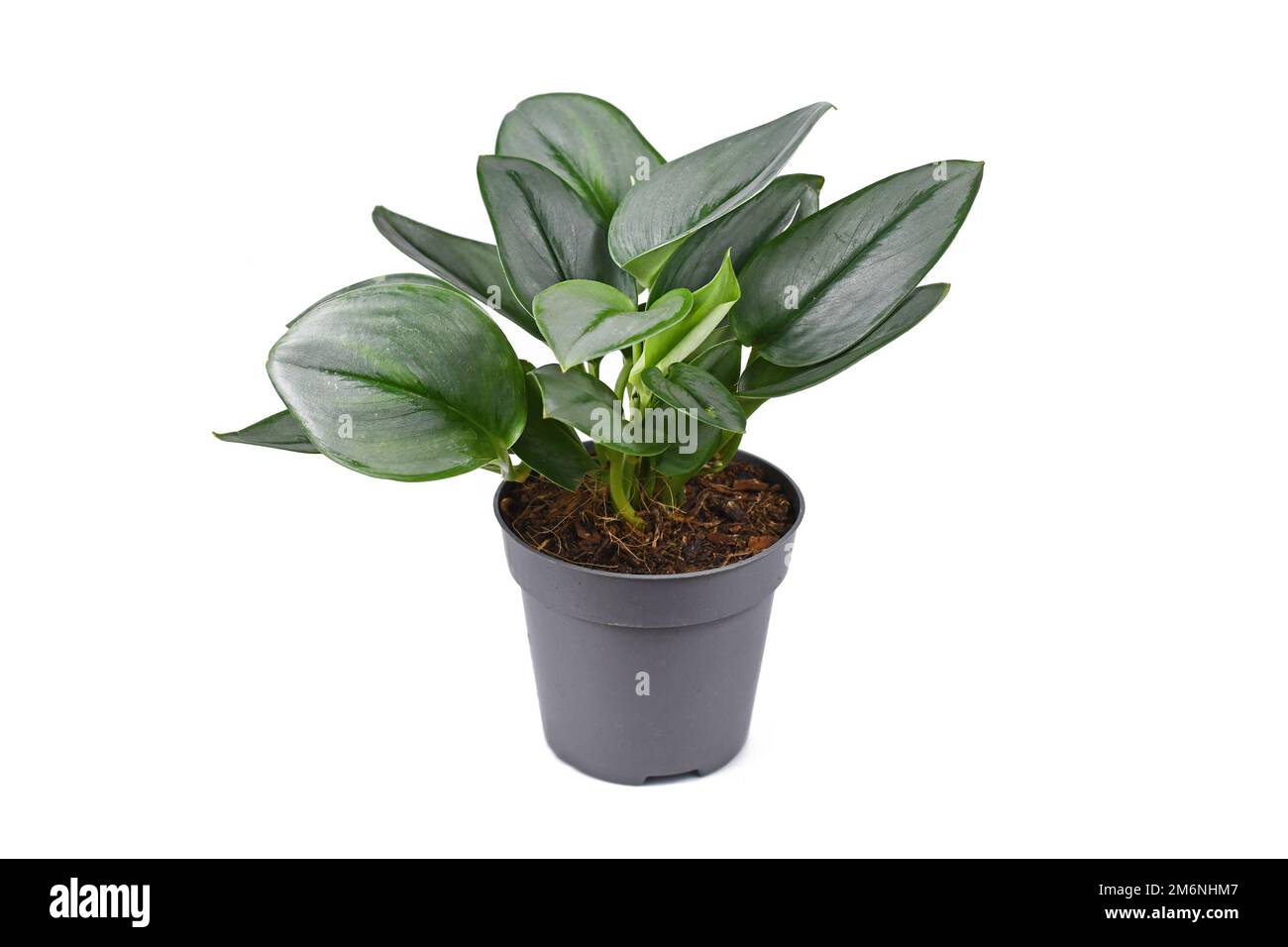 Tropische Zimmerpflanze „Scindapsus Treubii Moonlight“ in Topf auf weißem Hintergrund Stockfoto