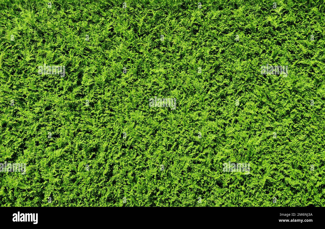 Textur Für Grünes Thuja-Hedge-Hintergrundmuster Stockfoto