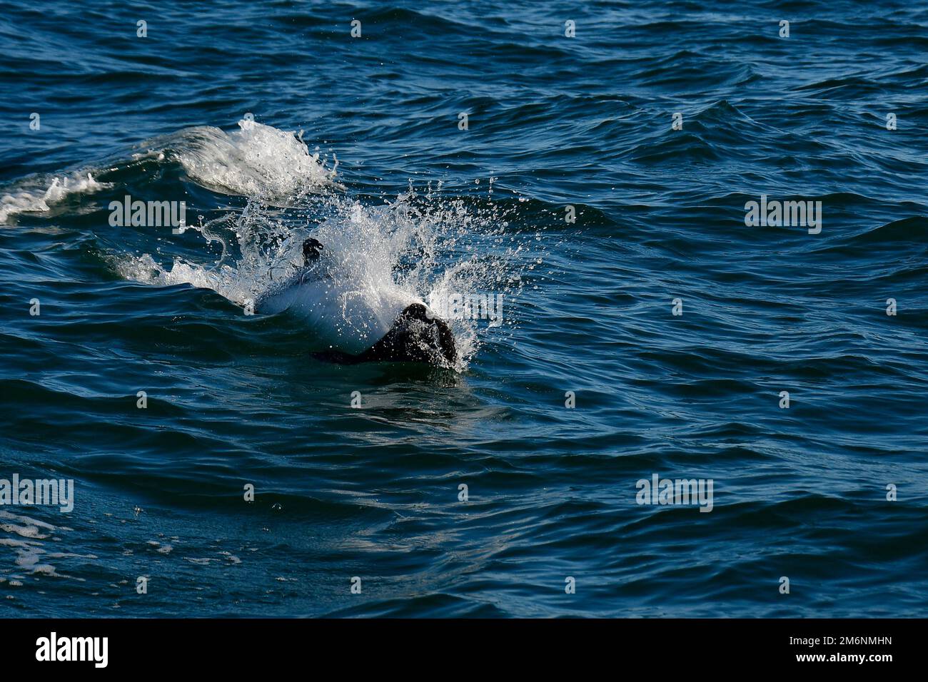 Right Whale Jumping , Eubalaena Autralis, Glacialis, Patagonia , Halbinsel Valdes, Patagonien, Argentinien. Stockfoto