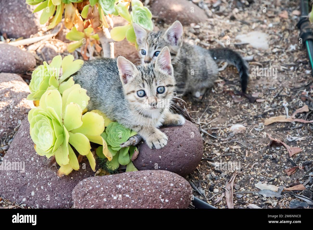 Kleine tabby Kätzchen spielen zwischen Hausgarten Kakteen Stockfoto